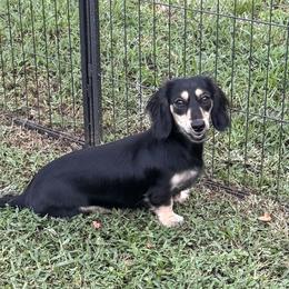 Peach - Dachshund
