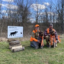 Wirehaired Pointing Griffon All Grown Up from Pine Barren Griffons