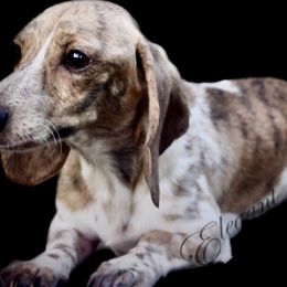 Willameena  - Dachshund