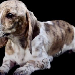 Willameena  - Dachshund
