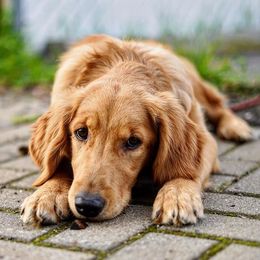 Border Collies and Golden Retrievers from R3 Sport Dogs (Rafter 3 Ranch)