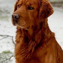 Ransom - Golden Retriever