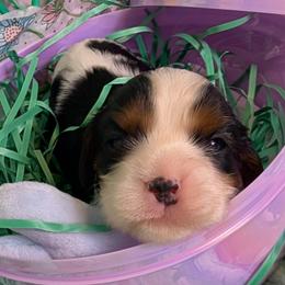 Daffodil - Tri-color female Cavalier King Charles Spaniel puppy in Stilwell, Oklahoma from Love Bug Cavaliers