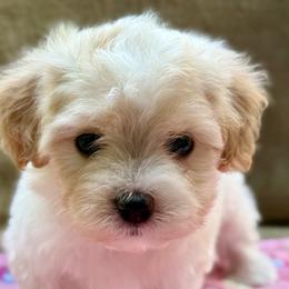 Cora - Gold female Havanese puppy in Wappapello, Missouri from Titanium Havanese LLC