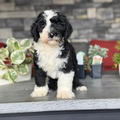 Houston - Black male Double Doodle puppy in Millersburg, Ohio from T Sanctum