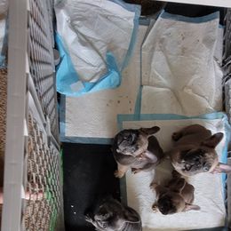 French Bulldog Puppies from 4 Leaf Frenchies
