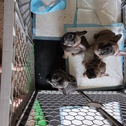 French Bulldog Puppies from 4 Leaf Frenchies