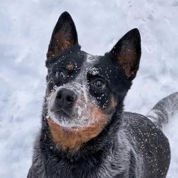 Blissy - Australian Cattle Dog