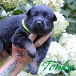 Green - Bi-color male German Shepherd puppy in New York from Spitze German Shepherds
