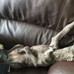 Poodle and Whippet All Grown Up from Charleston Reds Standard Poodles and Whippets