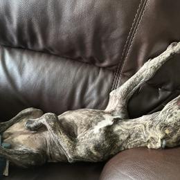 Poodle and Whippet All Grown Up from Charleston Reds Standard Poodles and Whippets