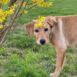 Dilute Retriever All Grown Up from MBR Labradors