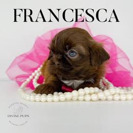 Girl 1 - female Shih Tzu puppy in League City, Texas from Divine Pups