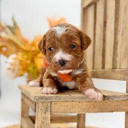Zeppelin - Red  male Goldendoodle puppy in Queen Creek, Arizona from Goldendoodle AZ