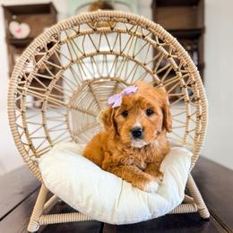 Minerva - Red  female Goldendoodle puppy in West Haven, Utah from Split Mountain Doodles