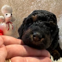 Black and Tan Female - Red  female Poodle puppy in Canfield, Ohio from Poo's Doo's & Inu's