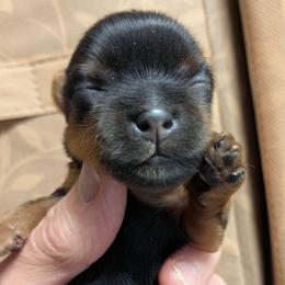 Mini - Black and gold female Yorkshire Terrier puppy in Gatesville, Texas from KontryKritterz Yorkies
