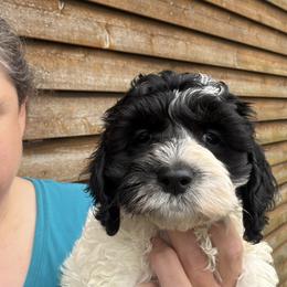 Iris - Black and white female Cockapoo puppy in Connersville, Indiana from MoonShine Babies