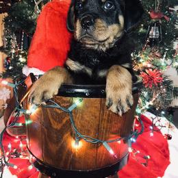 Rottweiler Puppies from Vom Arnold-Hause Rottweilers