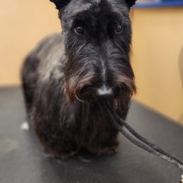 Leo - Scottish Terrier