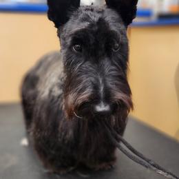 Leo - Scottish Terrier