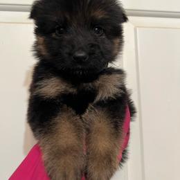 Kara - Black and red female German Shepherd puppy in Quartz Hill, California from Von Gonzalez Kennel