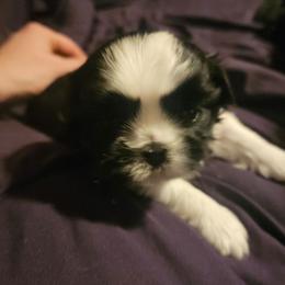 GIRL 1 - Black and white female Shih Tzu puppy in Little Falls, Minnesota from Tough Shih