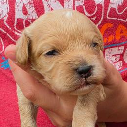Cinder - Buff and white female Cockapoo puppy in Indiahoma, Oklahoma from Phamily Doodles