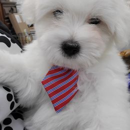 Coton de Tulear Puppies from Classy Cotons