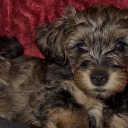 Yorkipoos from Little Creek Yorkiepoos