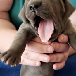 Great Dane Puppies from Blue Great Danes