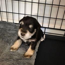 Galaxy (gally) Ray - Liver female Miniature Schnauzer puppy in Fredericksburg, Virginia from Liver Legends