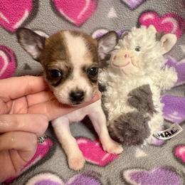 Opal - Fawn brindled black female Chihuahua puppy in Canton, Ohio from Elysium Fields Chihuahuas