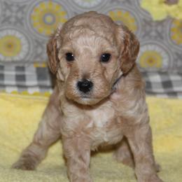 Coleman - Cream male Goldendoodle puppy in Carnesville, Georgia from Mustard Seed Ranch Goldendoodles