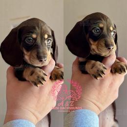 Cristina - Chocolate and tan female Dachshund puppy in Hornbeck, Louisiana from A&Z Mini Dachshunds