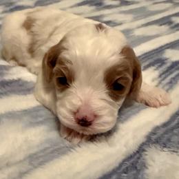 Aussiedoodle, Cavapoo, and Irish Doodle Puppies from Schooley Doodles