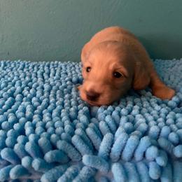 Peanut - Cream male Dachshund puppy in Wolf Lake, Indiana from Canisteo Dachshunds