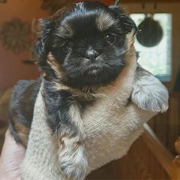 Marmalade - Black and tan female Shih Tzu puppy in Nekoosa, Wisconsin from Brox Acres House of Fur LLC