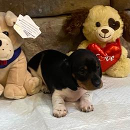 CAMI - Piebald female Dachshund puppy in Elizabethtown, Kentucky from Teeny Tiny Puppy Tails