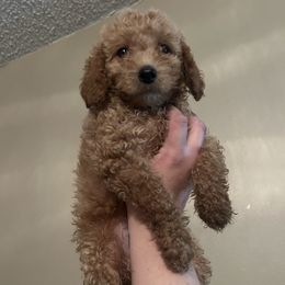 Stitch - Apricot male Goldendoodle puppy in Atlantic Beach, Florida from Glamorous Golden Doodles