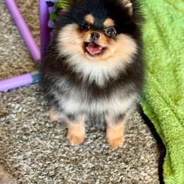 Fred - ROLEX - Black and tan male Pomeranian puppy in Willis, Texas from Treasured Jewels Pomeranians
