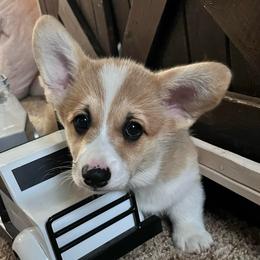 Rusty - Red male Pembroke Welsh Corgi puppy in Goldthwaite, Texas from Everlove Pembroke Welsh Corgis