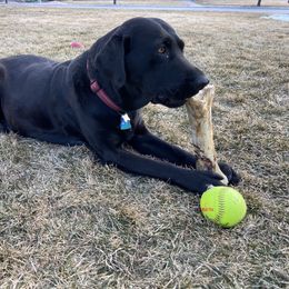 Labrador Retriever All Grown Up from Rocky Mountain Dogs - Utah