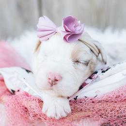 Paonia - Australian Shepherd puppy in Colorado from Niyu Aussies