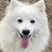 Genji - Japanese Spitz