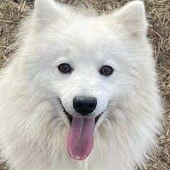 Genji - Japanese Spitz