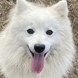 Genji - Japanese Spitz