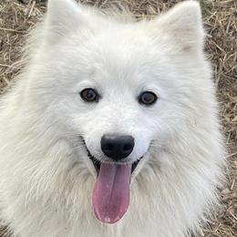 Genji - Japanese Spitz
