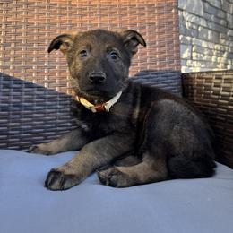 Girl 4 - female German Shepherd puppy in Willington, Connecticut from Wertvoll German Shepherds