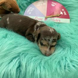Banjo - Dapple male Dachshund puppy in Sarah, Mississippi from White's Mississippi Doxies